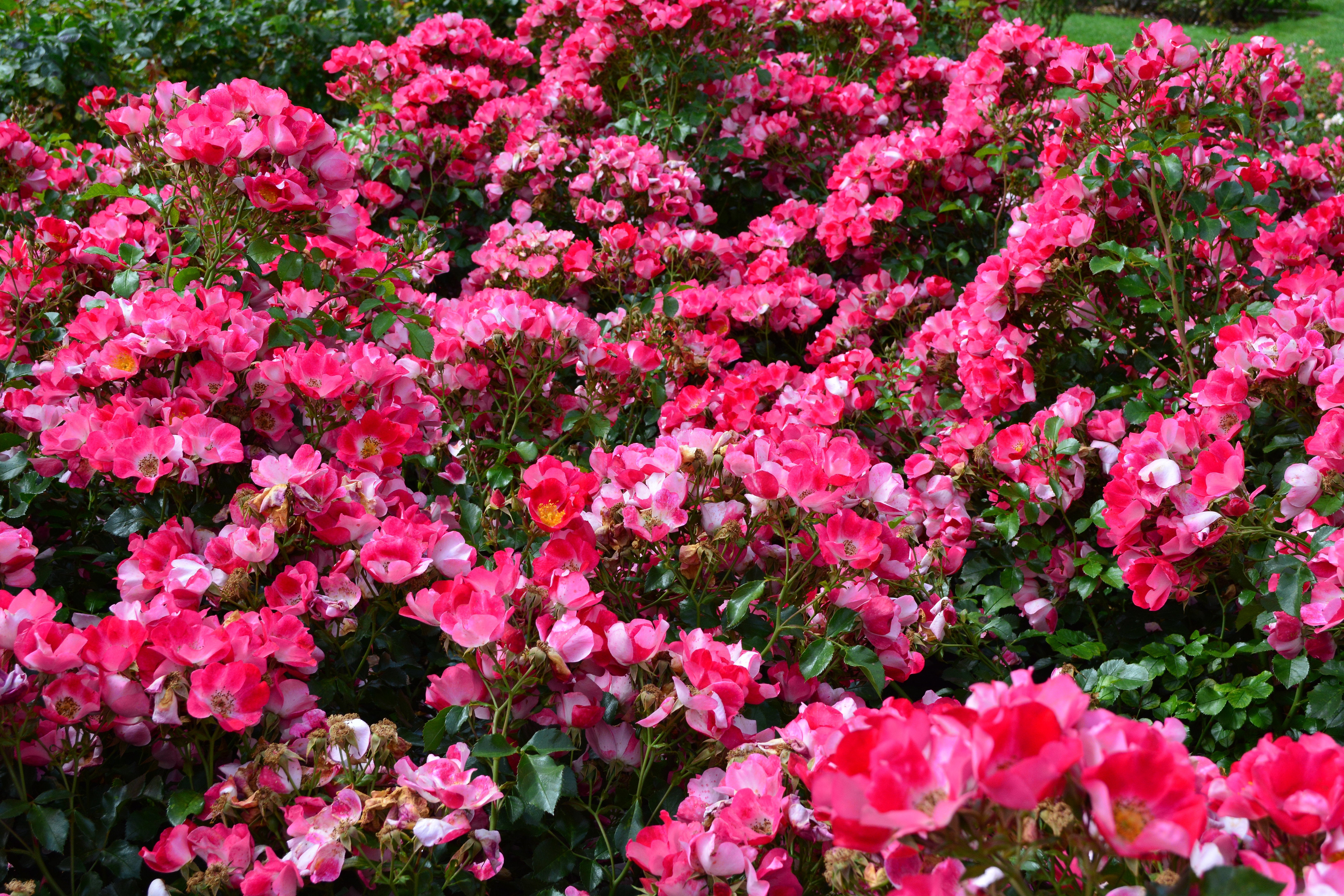 Rosa SOMMERMÄRCHEN
