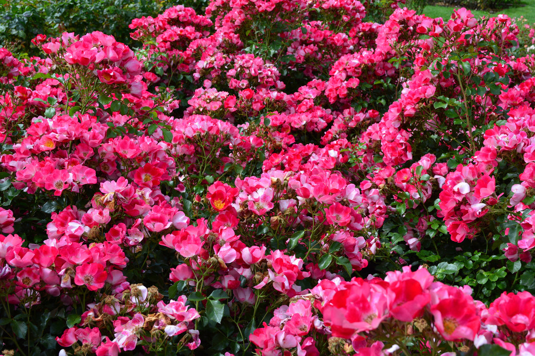 Rosa SOMMERMÄRCHEN