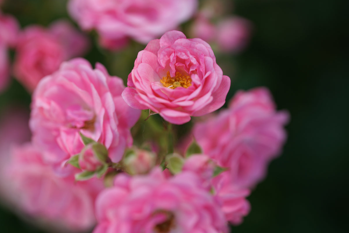 Rosa SWEET COVER®