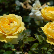 Rosa MARSELISBORG
