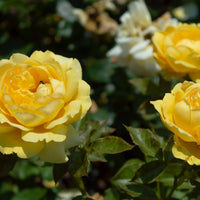 Rosa MARSELISBORG