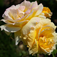 Rosa MARSELISBORG