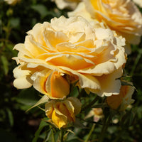 Rosa MARSELISBORG