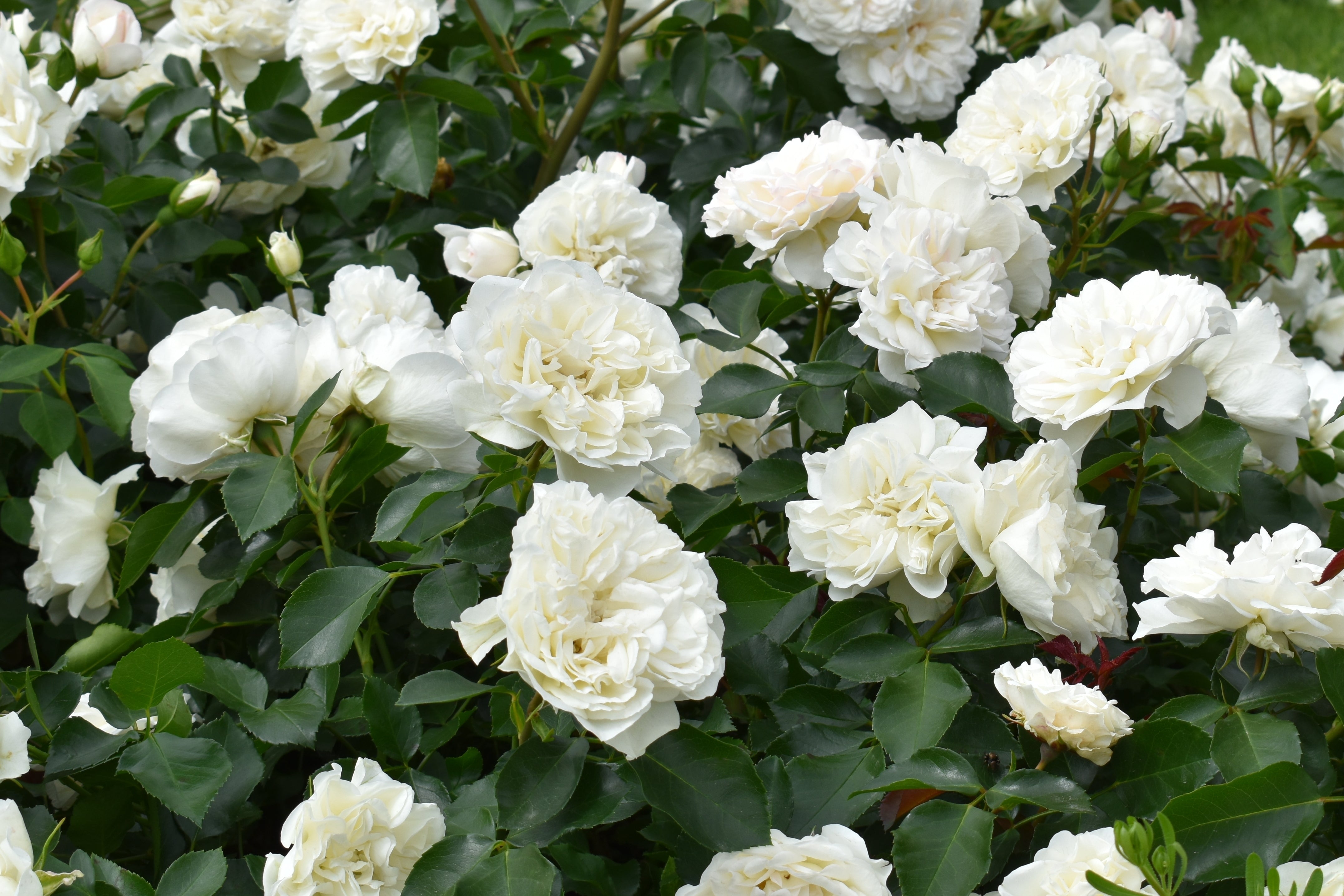 Rosa WHITE MEIDILAND