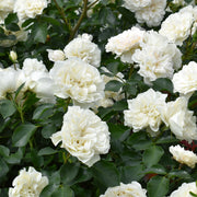 Rosa WHITE MEIDILAND