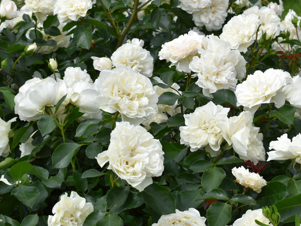 Rosa WHITE MEIDILAND