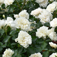 Rosa WHITE MEIDILAND