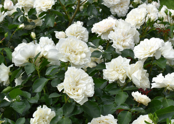 Rosa WHITE MEIDILAND