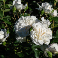 Rosa WHITE MEIDILAND