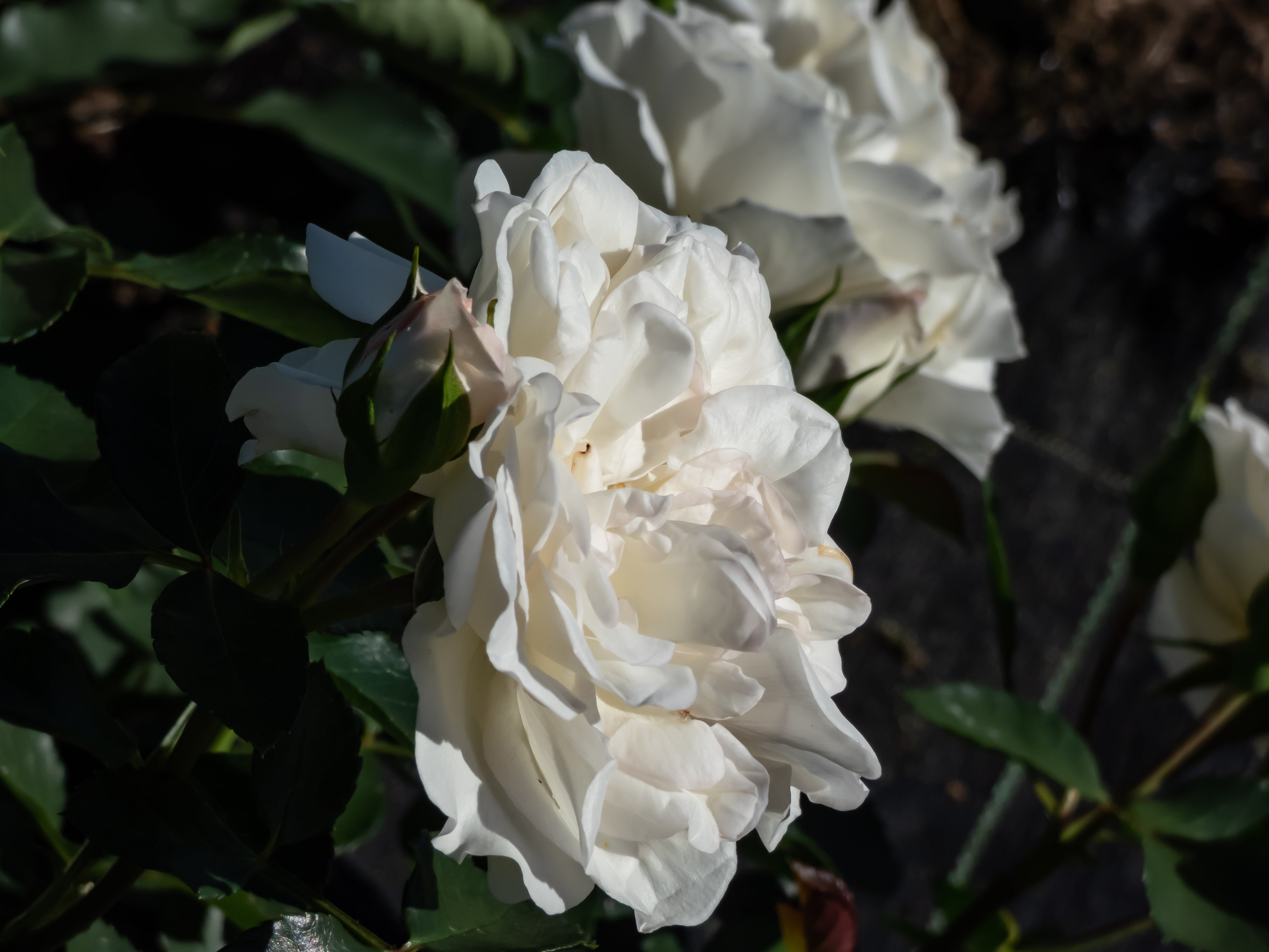 Rosa WHITE MEIDILAND