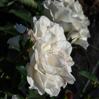 Rosa WHITE MEIDILAND