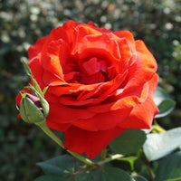 Rosa KORDES' BRILLIANT