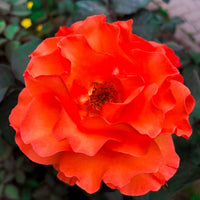 Rosa KORDES' BRILLIANT