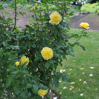 Rosa 'Chinatown'