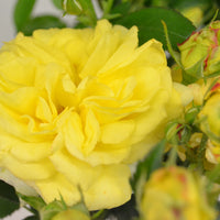 Rosa 'Chinatown'