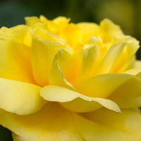 Rosa 'Chinatown'