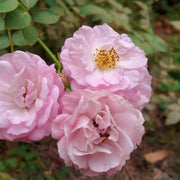 Rosa CLIMBING BONICA