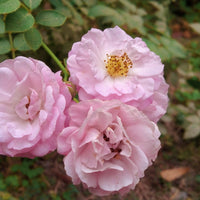 Rosa CLIMBING BONICA
