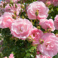 Rosa CLIMBING BONICA