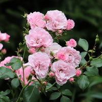 Rosa CLIMBING BONICA