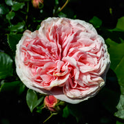 Rosa GIARDINA