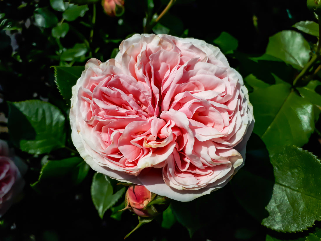Rosa GIARDINA