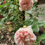 Rosa GIARDINA
