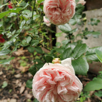 Rosa GIARDINA