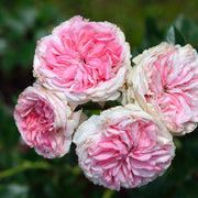 Rosa GIARDINA