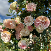 Rosa GIARDINA