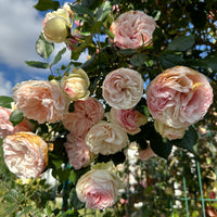 Rosa GIARDINA