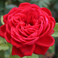 Rosa GRAND AWARD