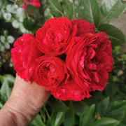 Rosa GRAND AWARD