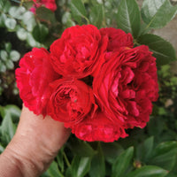 Rosa GRAND AWARD
