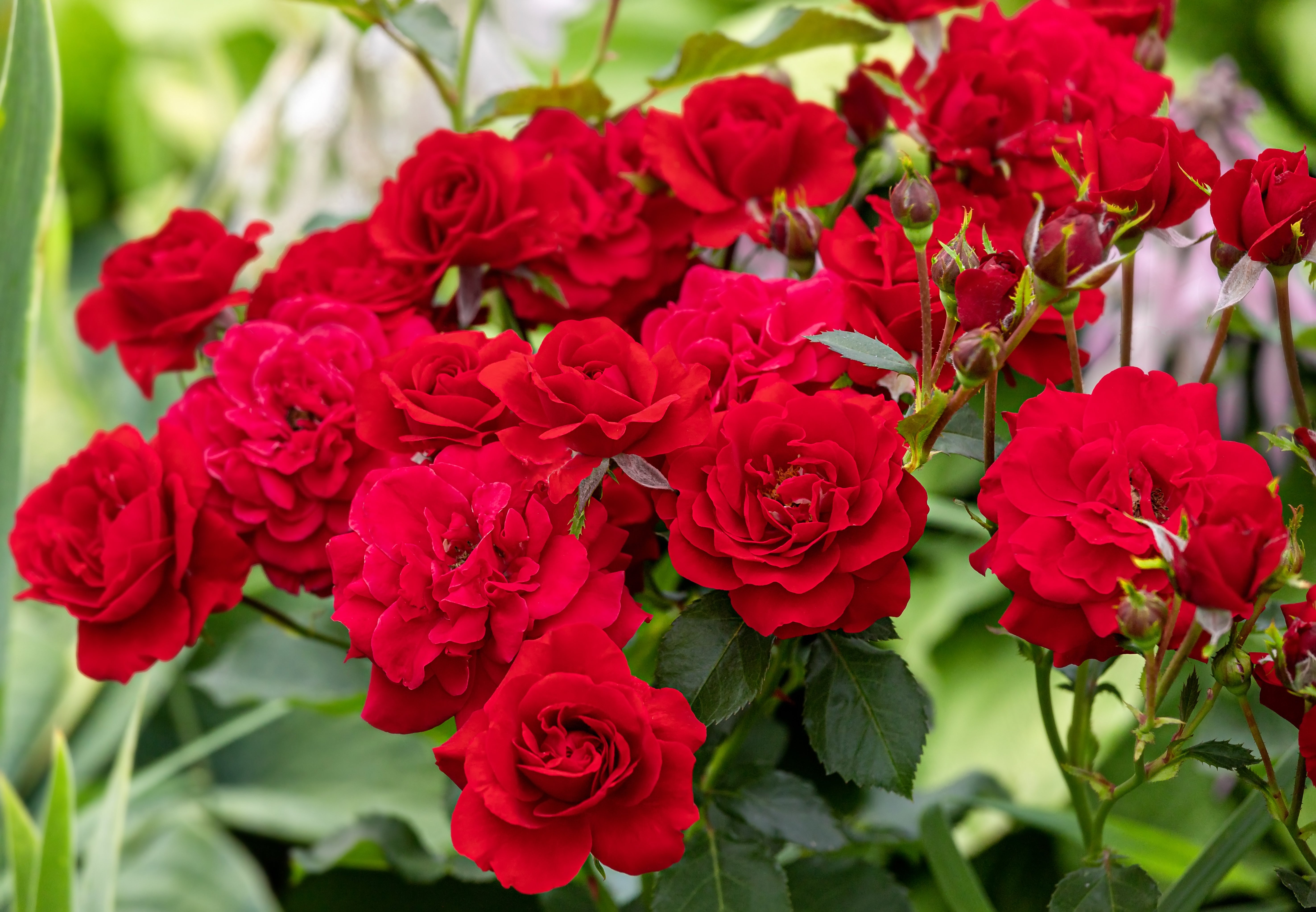Rosa NINA WEIBULL®