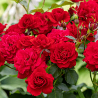 Rosa NINA WEIBULL®