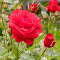 Rosa NINA WEIBULL®