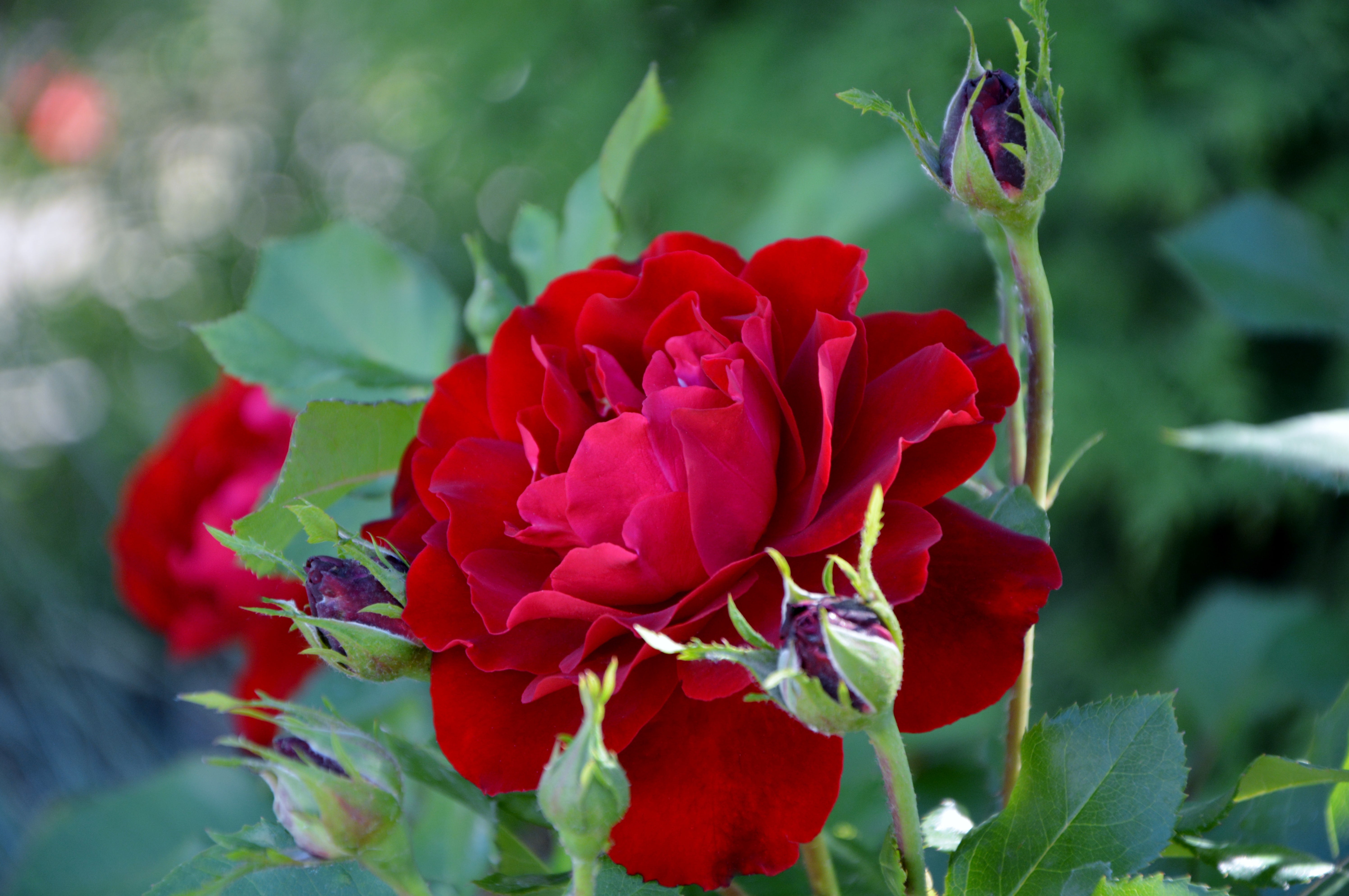Rosa NINA WEIBULL®