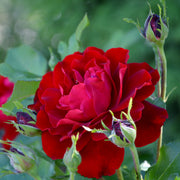 Rosa NINA WEIBULL®