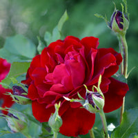 Rosa NINA WEIBULL®