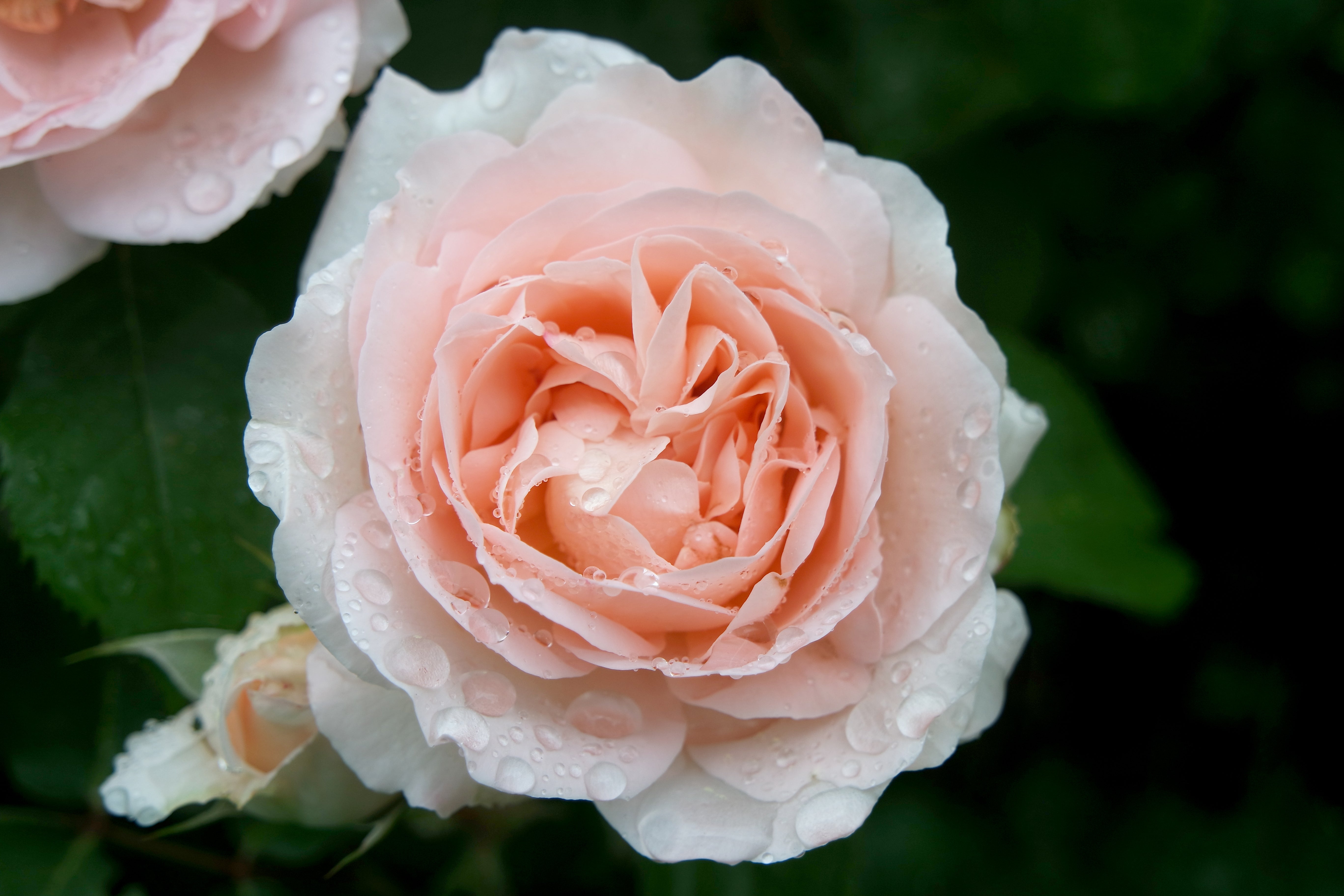 Rosa PENNY LANE