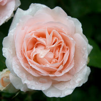 Rosa PENNY LANE