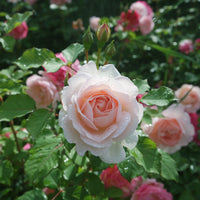 Rosa PENNY LANE