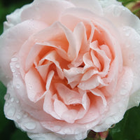 Rosa PENNY LANE