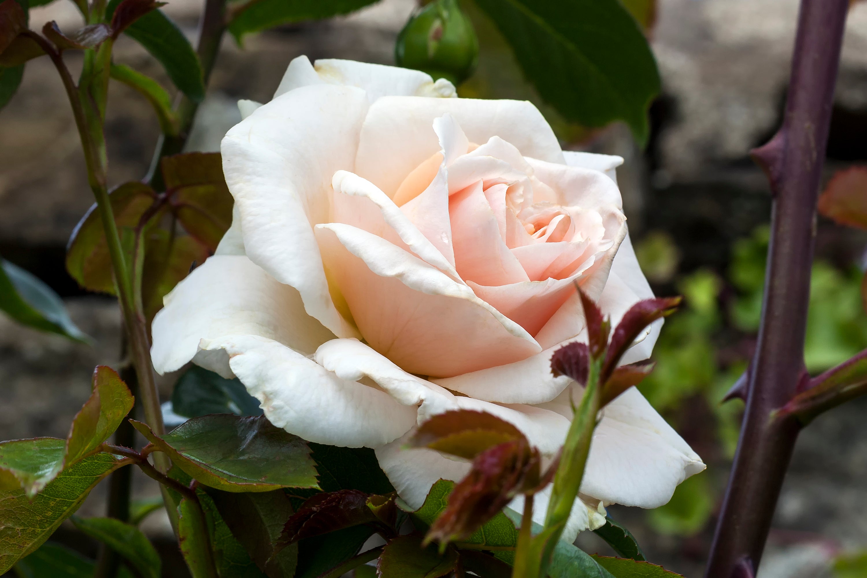 Rosa PENNY LANE