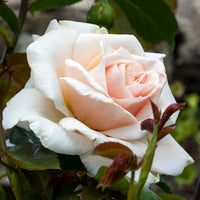Rosa PENNY LANE
