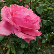 Rosa 'Queen Elisabeth'