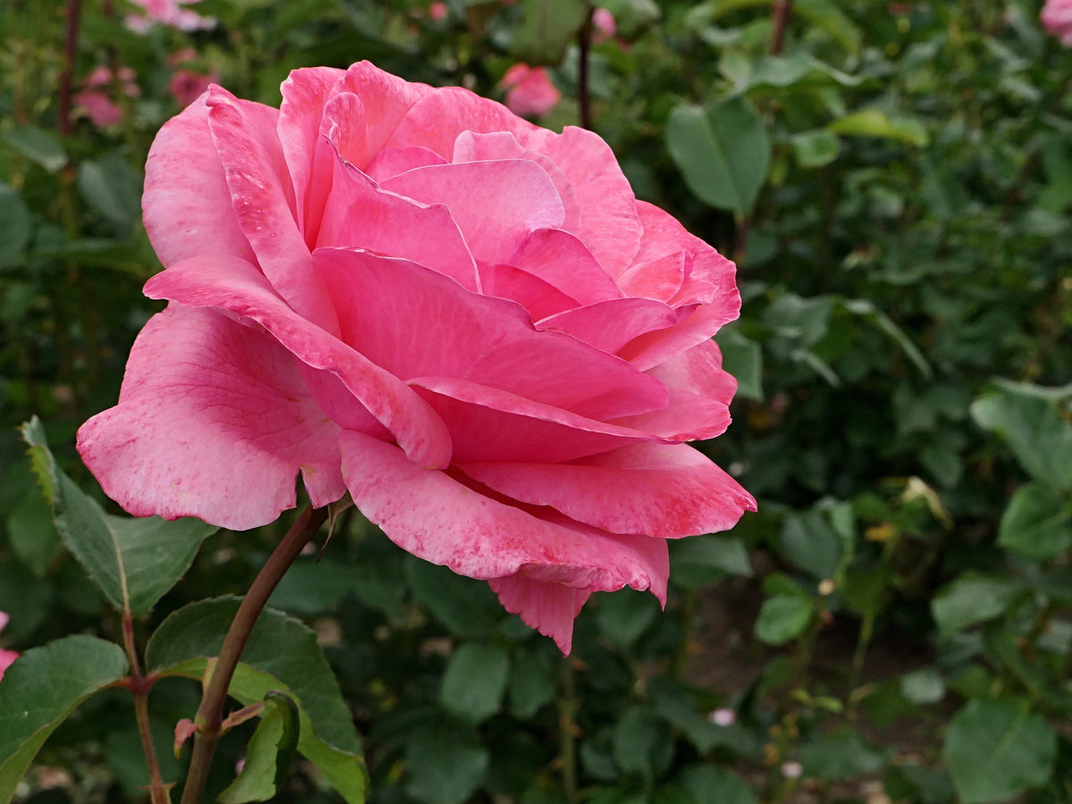 Rosa 'Queen Elisabeth'