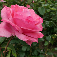 Rosa 'Queen Elisabeth'