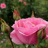 Rosa 'Queen Elisabeth'